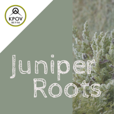 Juniper Roots